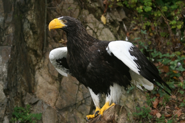 Naturschutzprojekte